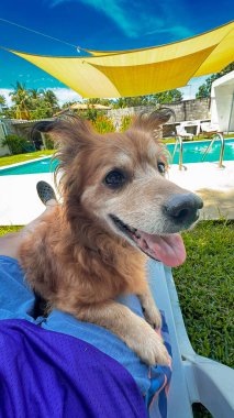 Tüylü kahverengi kürklü neşeli bir köpek turkuaz bir havuzun yanındaki renkli bir sandalyede yemyeşil sarı bir tepe örtüsünün altında ve açık mavi bir gökyüzünde dinleniyor. Evcil hayvan ve açık hava temaları için ideal