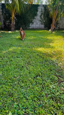 Neşeli kahverengi bir köpek, arka planda bir palmiye ağacı ve taş duvar ile yemyeşil çimenler üzerinde şakacı bir şekilde koşar. Evcil hayvan, doğa ve açık hava temaları için mükemmel. Yüksek kalite, canlı görüntü