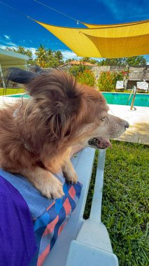 Tüylü kahverengi kürklü neşeli bir köpek turkuaz bir havuzun yanındaki renkli bir sandalyede yemyeşil sarı bir tepe örtüsünün altında ve açık mavi bir gökyüzünde dinleniyor. Evcil hayvan ve açık hava temaları için ideal