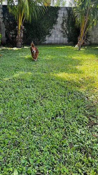 Neşeli kahverengi bir köpek, arka planda bir palmiye ağacı ve taş duvar ile yemyeşil çimenler üzerinde şakacı bir şekilde koşar. Evcil hayvan, doğa ve açık hava temaları için mükemmel. Yüksek kalite, canlı görüntü