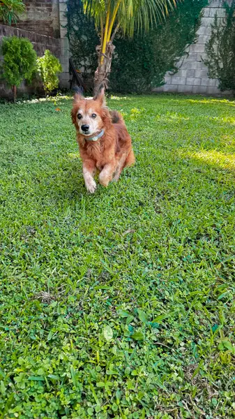 Neşeli kahverengi bir köpek, arka planda bir palmiye ağacı ve taş duvar ile yemyeşil çimenler üzerinde şakacı bir şekilde koşar. Evcil hayvan, doğa ve açık hava temaları için mükemmel. Yüksek kalite, canlı görüntü