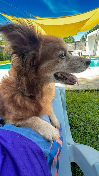 Tüylü kahverengi kürklü neşeli bir köpek turkuaz bir havuzun yanındaki renkli bir sandalyede yemyeşil sarı bir tepe örtüsünün altında ve açık mavi bir gökyüzünde dinleniyor. Evcil hayvan ve açık hava temaları için ideal