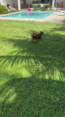 Canlı kahverengi köpek, arka planda tropikal bitkiler tarafından çerçevelenmiş dingin bir havuzu olan yemyeşil çimlerde koşar. Evcil hayvan, yaşam tarzı ya da tatil içeriği için ideal. Editör ya da reklamlar için yüksek kaliteli video.