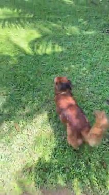 Canlı kahverengi köpek, arka planda tropikal bitkiler tarafından çerçevelenmiş dingin bir havuzu olan yemyeşil çimlerde koşar. Evcil hayvan, yaşam tarzı ya da tatil içeriği için ideal. Editör ya da reklamlar için yüksek kaliteli video.