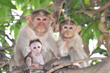 maymun aile anıları aile anıları