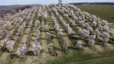 Watchtower Mandlonove hüzünlü Çekoslov Mandloov rozhledna a sad v Hustopech, Çek Cumhuriyeti, Avrupa, hava manzarası
