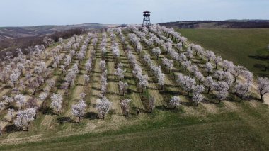 Watchtower Mandlonove hüzünlü Çekoslov Mandloov rozhledna a sad v Hustopech, Çek Cumhuriyeti, Avrupa, hava manzarası