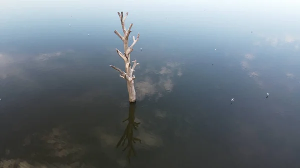 Nove Mlyny Reservoir Resterende Eenzame Boom Het Overstroomde Gebied Palava — Stockfoto