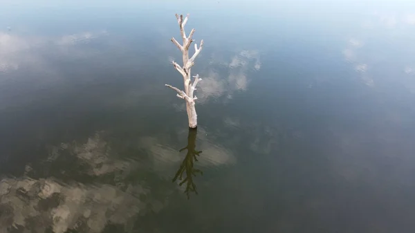 Nove Mlyny Reservoir Resterende Eenzame Boom Het Overstroomde Gebied Palava — Stockfoto