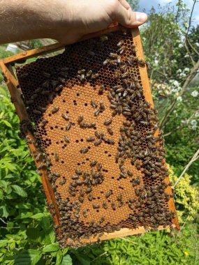 Arılar nektarı bala dönüştürür. Yakın plan, makro görüş. Arı yavruları. Yumurta, larva ve pupa. Bal arıları tarafından set hücrelerinde yetiştiriliyor. İşçi arılar Avrupa 'da arı yavruları, apikultür ve arıcılık çerçevelerinde oturuyorlar.