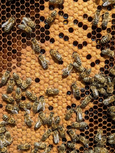 Pszczoły Zamieniają Nektar Miód Zbliżenie Widok Makro Czerw Pszczeli Jaja — Zdjęcie stockowe
