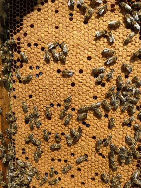 Méhek Nektárból Mézet Csinálnak Közelkép Makró Nézet Méhfiasítás Peték Lárvák — Stock Fotó