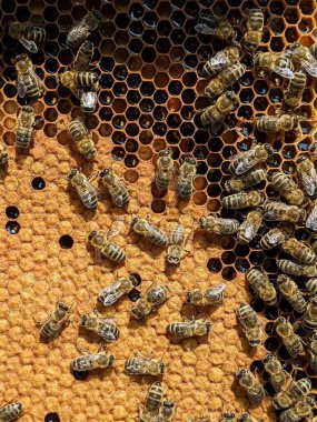 Arılar nektarı bala dönüştürür. Yakın plan, makro görüş. Arı yavruları. Yumurta, larva ve pupa. Bal arıları tarafından set hücrelerinde yetiştiriliyor. İşçi arılar Avrupa 'da arı yavruları, apikultür ve arıcılık çerçevelerinde oturuyorlar.