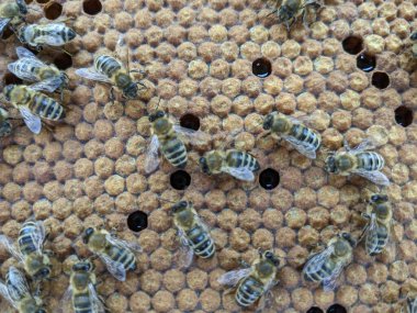 Arılar nektarı bala dönüştürür. Yakın plan, makro görüş. Arı yavruları. Yumurta, larva ve pupa. Bal arıları tarafından set hücrelerinde yetiştiriliyor. İşçi arılar Avrupa 'da arı yavruları, apikultür ve arıcılık çerçevelerinde oturuyorlar.