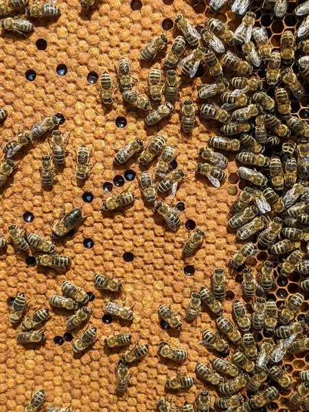 Pszczoły Zamieniają Nektar Miód Zbliżenie Widok Makro Czerw Pszczeli Jaja — Zdjęcie stockowe