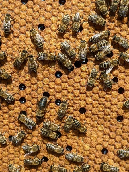 Bienen Wandeln Nektar Honig Nahaufnahme Makrosicht Bienenbrut Eier Larven Und — Stockfoto