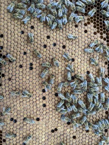 Bijen Zetten Nectar Honing Close Macro View Bijenbroed Eieren Larven — Stockfoto