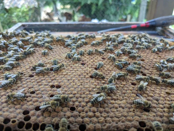 Méhek Nektárból Mézet Csinálnak Közelkép Makró Nézet Méhfiasítás Peték Lárvák — Stock Fotó