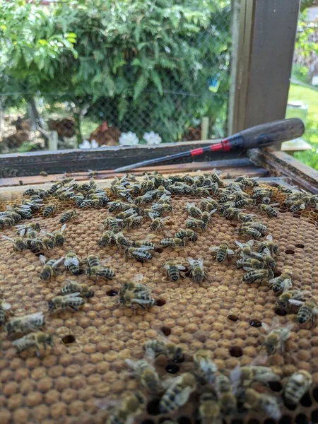 蜂は蜜を蜂蜜に変換する 閉じる マクロビュー 蜂の血 設定された細胞内のミツバチによって栽培された卵 および子犬 ハチの巣の上に座っている労働者のミツバチヨーロッパで養蜂している — ストック写真