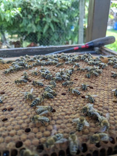 Пчелы Превращают Нектар Мед Крупный План Макро Вид Пчелиный Выводок — стоковое фото