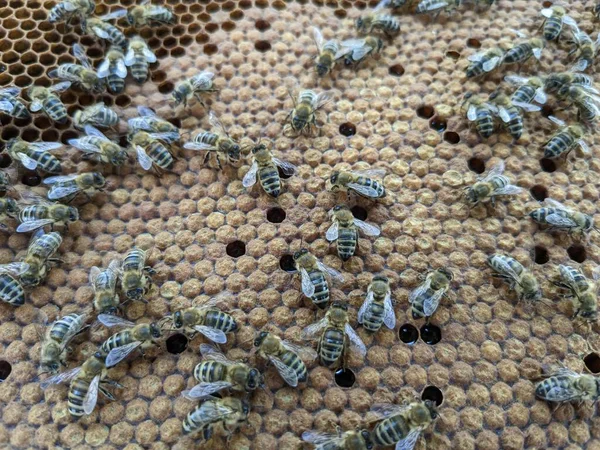 Μέλισσες Μετατρέπουν Νέκταρ Μέλι Κοντινό Πλάνο Μακροσκοπική Προβολή Μέλισσες Αυγά — Φωτογραφία Αρχείου