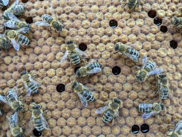 Les Abeilles Convertissent Nectar Miel Gros Plan Vue Macro Couvée — Photo