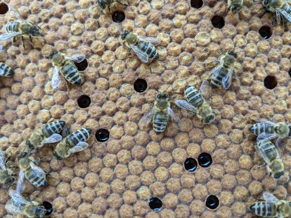 Бджоли Перетворюють Нектар Мед Зблизька Макро Вид Бджолиний Виводок Яйця — стокове фото