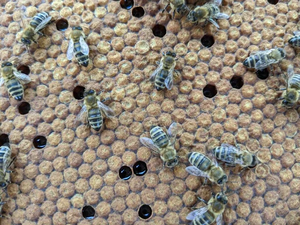 Бджоли Перетворюють Нектар Мед Зблизька Макро Вид Бджолиний Виводок Яйця — стокове фото