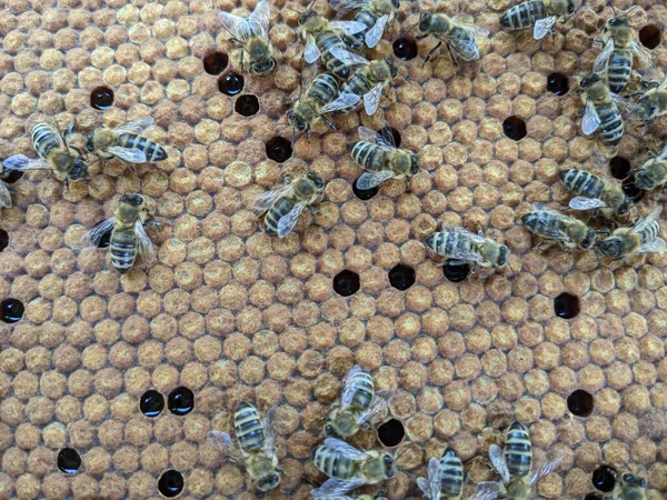 Bees Convert Nectar Honey Close Macro View Bee Brood Eggs — Stock Photo, Image