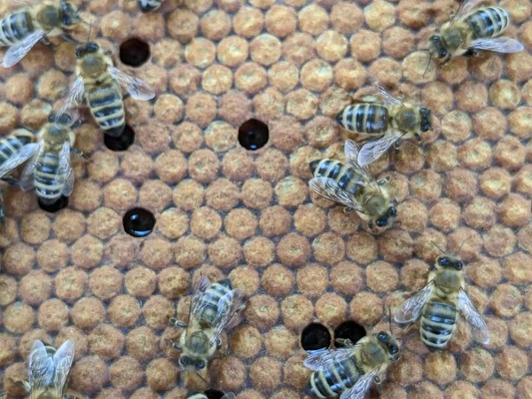 Μέλισσες Μετατρέπουν Νέκταρ Μέλι Κοντινό Πλάνο Μακροσκοπική Προβολή Μέλισσες Αυγά — Φωτογραφία Αρχείου