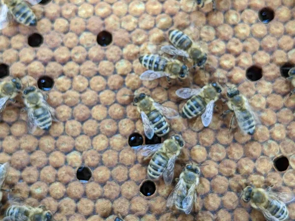 Arılar Nektarı Bala Dönüştürür Yakın Plan Makro Görüş Arı Yavruları — Stok fotoğraf