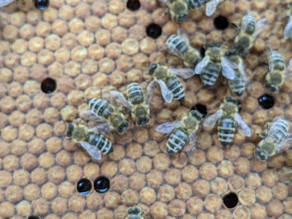 Пчелы Превращают Нектар Мед Крупный План Макро Вид Пчелиный Выводок — стоковое фото