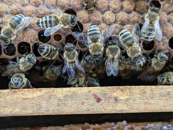 Bienen Wandeln Nektar Honig Nahaufnahme Makrosicht Bienenbrut Eier Larven Und — Stockfoto