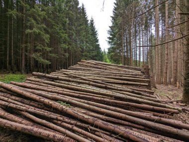 Ağaç endüstrisi odun kesiyor. Kütük yığınları. Çek Cumhuriyeti 'ndeki kabuk böceği felaketinin sonuçları, Kurovcova Kalamita Vysocina, ormanları tahrip etti, hava sinemasını yok etti