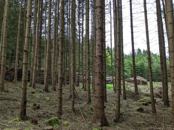 Ağaç endüstrisi odun kesiyor. Kütük yığınları. Çek Cumhuriyeti 'ndeki kabuk böceği felaketinin sonuçları, Kurovcova Kalamita Vysocina, ormanları tahrip etti, hava sinemasını yok etti