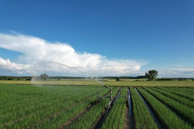 Podebrady, Çek Cumhuriyeti - 24 Haziran 2023: Su fıskiyesi sulama sistemi, irigasyon sistemli tarım alanı, hava manzarası