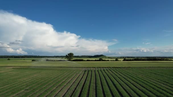 ヨーロッパの干ばつ 水スプリンクラー灌漑システム 灌漑システム 空中パノラマ景観 現代集中農業 ヨーロッパ連合 スプリンクラーシステム技術を備えた農業分野 — ストック動画
