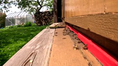Sarı arı kovanı Çek rpeubliğinde, arıcılık, bahar güneşi ışınlarında uçan arılar, çalışan bal arıları, apis mellifera, çalışkan arılar