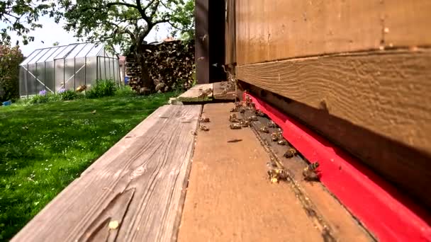 Yellow Bee Hive Garden Czech Rpeublic Beekeeping Flying Bees Beams — Stock Video