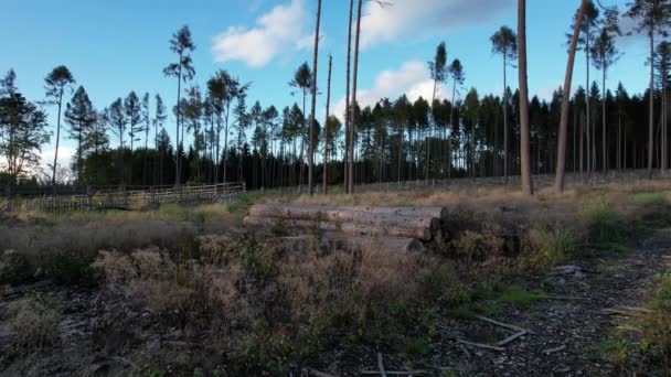 Industrie Bois Couper Bois Les Conséquences Calamité Scarabée Écorce République — Video