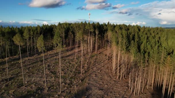 捷克共和国树皮甲虫灾难的后果是 Kurovcova Kalamita Vysocina毁了树木 毁林了 — 图库视频影像