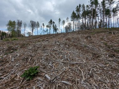 Odun endüstrisi odun kesti. Kütük yığınları. Çek Cumhuriyeti 'ndeki kabuk böceği felaketinin sonuçları, Kurovcova Kalamita Vysocina, tahrip edilmiş orman, ormansızlaşma manzarası, kış zamanı