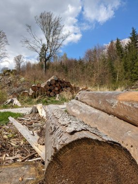 Odun endüstrisi odun kesti. Kütük yığınları. Çek Cumhuriyeti 'ndeki kabuk böceği felaketinin sonuçları, Kurovcova Kalamita Vysocina, tahrip edilmiş orman, ormansızlaşma manzarası, kış zamanı