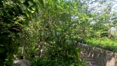 Tayland 'daki Bangkok Kelebek Bahçesi' nin sakin bir bölümünde tropikal bitkiler ve kelebekleri cezbeden çiçekler, bereketli bir ortamda kentsel biyolojik çeşitlilik sergileniyor.
