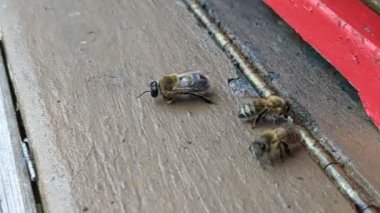Bal arısı arıları sonbaharın sonlarında işçi arılar tarafından kovandan atılır, bu da onların maruz kalma ve açlıktan ölmelerine neden olur. Bu koloninin arıcılıkta hayatta kalma stratejisinin doğal bir parçası..