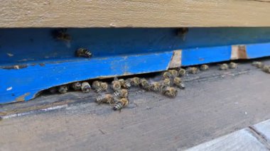 Bekçi arılar yaz mevsiminde davetsiz misafirlere karşı kovan girişini koruyorlar. Arı kolonisinin davranışlarına ve doğal tozlaşma savunmasına yakından bakıyorlar. Bal arısı, arıcılık. 
