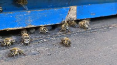 Bekçi arılar yaz mevsiminde davetsiz misafirlere karşı kovan girişini koruyorlar. Arı kolonisinin davranışlarına ve doğal tozlaşma savunmasına yakından bakıyorlar. Bal arısı, arıcılık. 