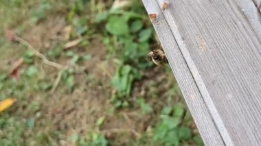 Bal arısı arıları sonbaharın sonlarında işçi arılar tarafından kovandan atılır, bu da onların maruz kalma ve açlıktan ölmelerine neden olur. Bu koloninin arıcılıkta hayatta kalma stratejisinin doğal bir parçası..
