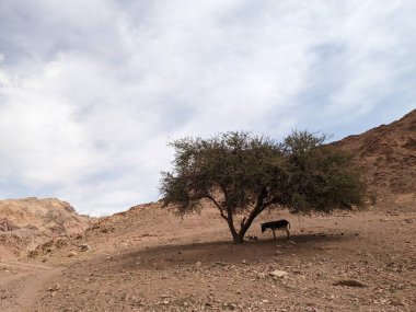 Ürdün Patikası Ramazan boyunca çölde kuzeyden güneye yürüyor. Çölde ve kayalık dağlarda yürüyüş yapmak, Arap dünyalarını deneyimlemek engebeli araziler. Uzun mesafe yürüyüş yolları.