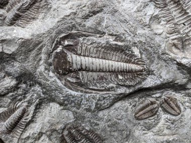 Çok iyi korunmuş bir trilobit fosili, Paleozoik çağdan kalma antik bir deniz eklembacaklısını temsil ediyor, Dünya 'nın erken yaşamını anlamada önemli bir parça..